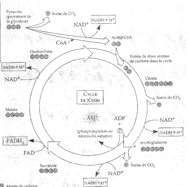 Figure 2. Représentation schématique du cycle de l'acide citrique. (Copyright © 1993 Benjamin/Cummings Publishing Company, Inc.)