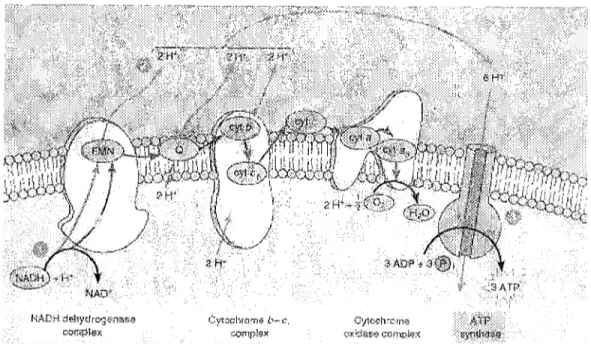 Figure 3. Schéma de la membrane interne mitochondriale avec ses cytochromes.