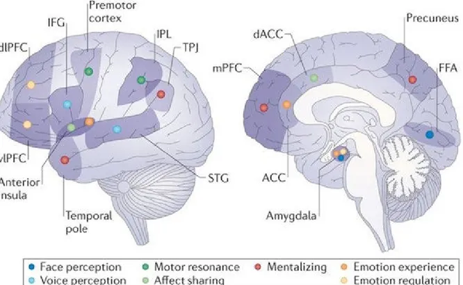 Figure 2. Réseaux et régions cérébrales associés aux processus de la cognition sociale selon 