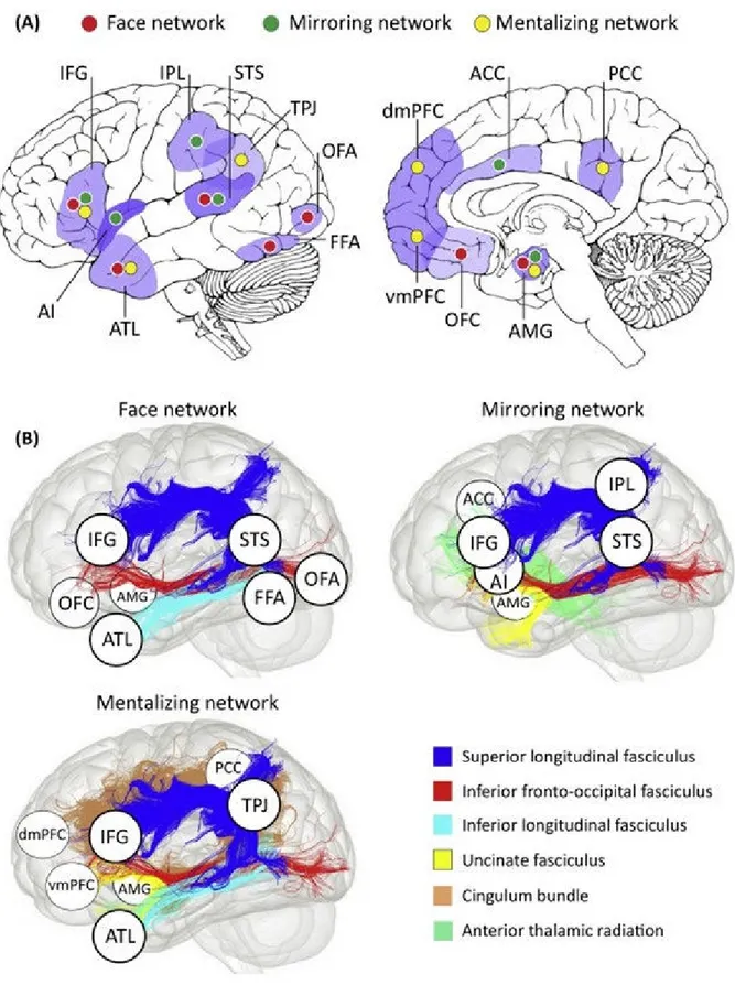 Figure  4.  Les réseaux de la cognition sociale au travers de la substance grise (A)  et des  faisceaux de la substance (B) selon Wang et al