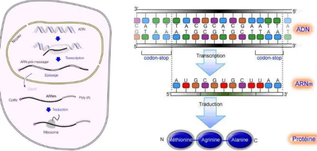 Figure 1.1 – Procédé général de la synthèse d’une protéine. À gauche, on trouve l’illustration des mécanismes de synthèse à travers les diﬀérentes localisations cellulaires dans une cellule eucaryote