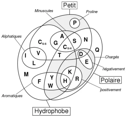 Figure 1.2 – Propriétés physico-chimiques des différents acides aminés d’après Taylor (1986a).