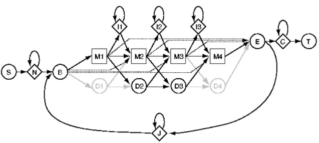 Figure 2.3 – Architecture Plan7 des HMM profils d’HMMER