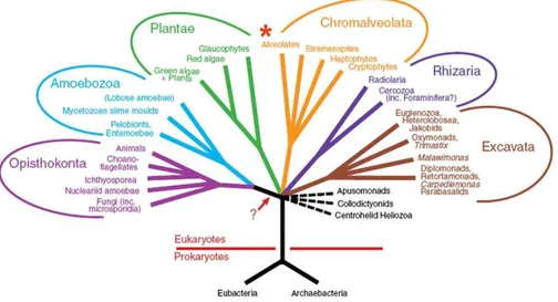 Figure 3.1 – Les règnes des Eucaryotes selon Simpson et Roger (2004). Ce schéma privilégie les informations moléculaires obtenues à partir d’un ensemble de séquences  consi-dérées comme des marqueurs phylogénétiques