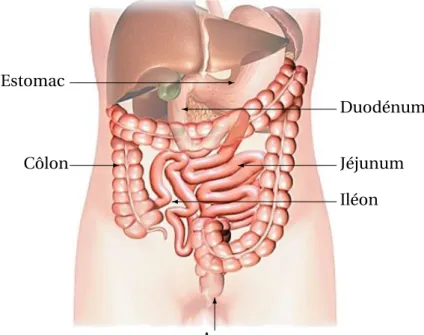 FIGURE 1.1. Représentation des différentes sections de l’intestin grêle et des organes voi- voi-sins [1].