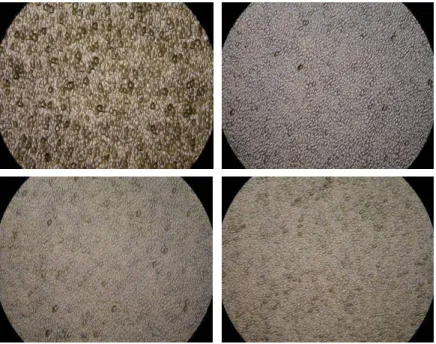 Fig. 15  De gauche à droite en haut, brut de sciage (lame 3 face 1), rodé 50 µm au carbure de silicium (lame 3  face 2), en bas rodé 100 µm (lame 4 face 1) et rodé 200 µm (lame 4 face 2) puis attaque à l’acide chlorhydrique 