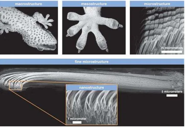 Figure 1.5 : La face antérieure d’un doigt de gecko est constituée de millions de sils  microscopiques organisés en structure hiérarchisée [Autumn, 2006]