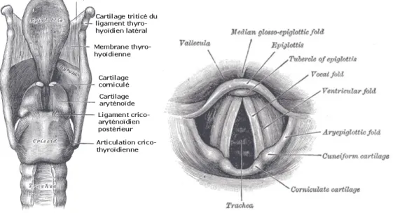 Figure 1.1 – Vue des éléments du larynx. Issu de Gray’s Anatomy, 20ème édition (1918).