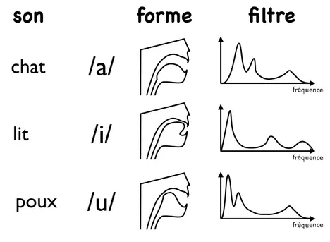 Figure 1.11 – Position de la langue et des résonateurs du filtre pour 3 voyelles diﬀérentes.