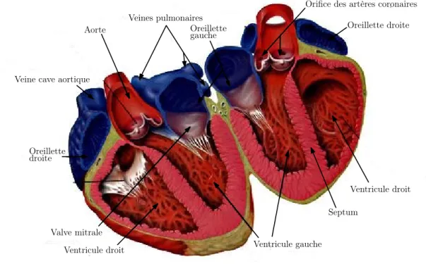 Fig. 1.3 – Anatomie du cœur. (source : medecine-et-sante.com, juin 2007)