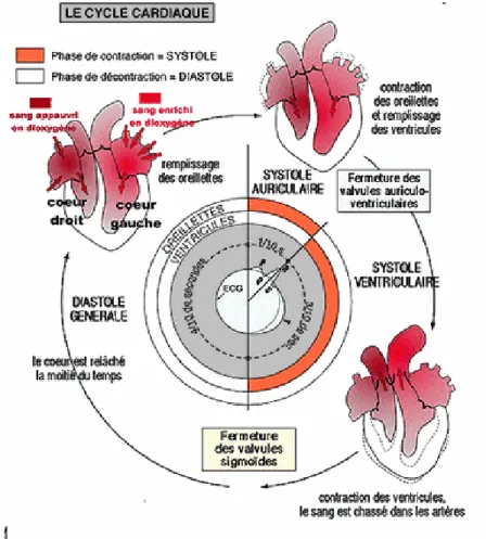 Fig. 1.5 – La révolution cardiaque. On observe la répartition de l’activité musculaire au sein des oreillettes et des ventricules pendant la systole, suivie du remplissage des oreillettes pendant la diastole