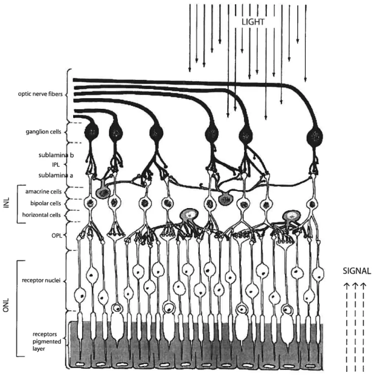Figure 1: Illustration showing the cellular organization of a vertebrate retina. Ihe solid une black arrows show the direction in which light enters the eye