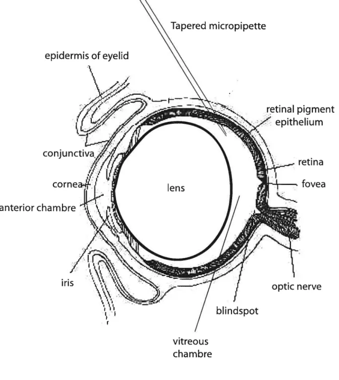 Figure 5: Schernatic representation of an intravitreai injection in the rat eye.