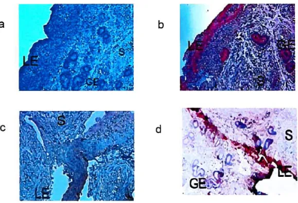 Figure 8. Immunolocalization of E-cadherin and -catenin in bovine endometrium.