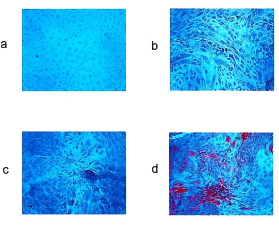 Figure 13. Effect of MII? on immunodetection of E-cadherin in bovine endometrial epithelial celis in culture