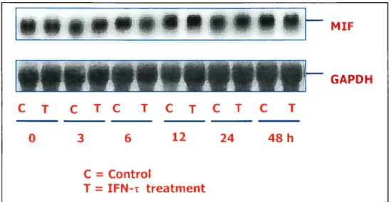 FIG. 2. Effect of IFN-7- on MIF mRNA expression in bovine endometrial epithelial celis