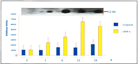 FIG. 4. Effect of TfN-r on MIF secretion from bovine endometrial epithelial celis.