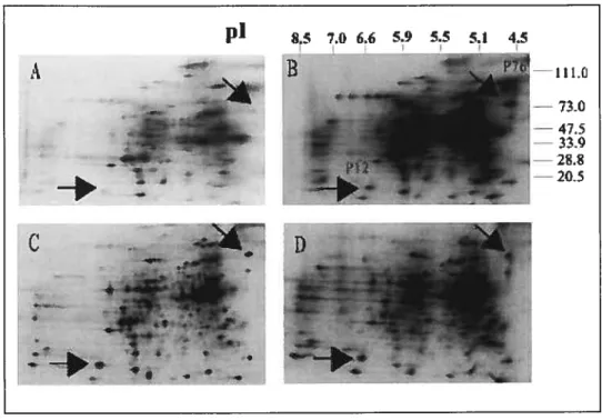 Figure 1. Effect of Embryo, conditioned medium and IFN-r on proteins secreted by endometrial epithelial celis