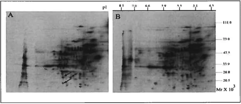 Figure 2. Effect of IFN-r on proteins secreted by endometrial stromal celis.