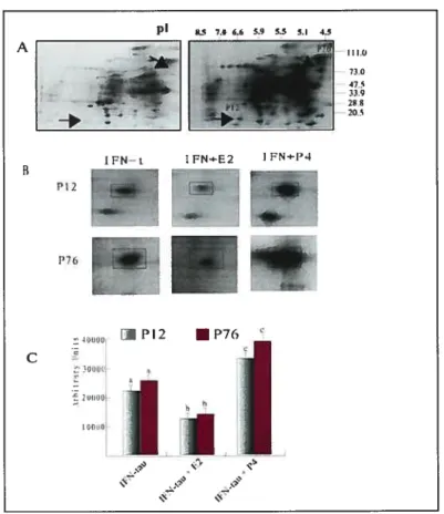 Figure 3. Influence ofE2 and P4 on protein secretion induced by LFN-r in bovine epithelial celis