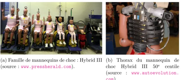 Figure 1 – Famille de mannequins de choc Hybrid III utilisée en choc frontal pour représenter toute la population.