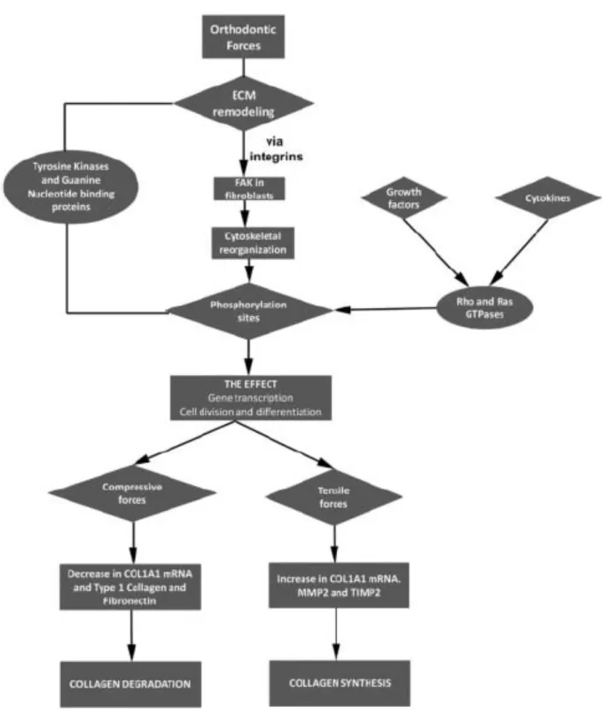 Figure 7 The responses of periodontal ligament fibroblasts to orthodontic forces 23