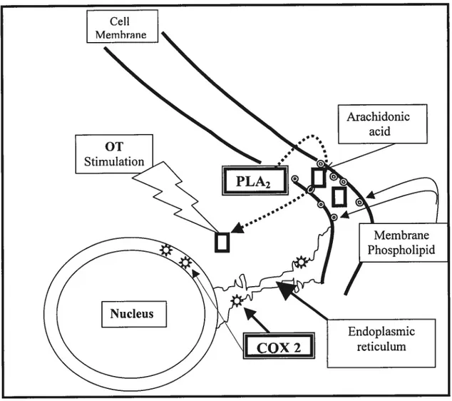 Figure 2: Location of the enzymes involved in the synthesis of prostaglandin F2Œ in the ceils.