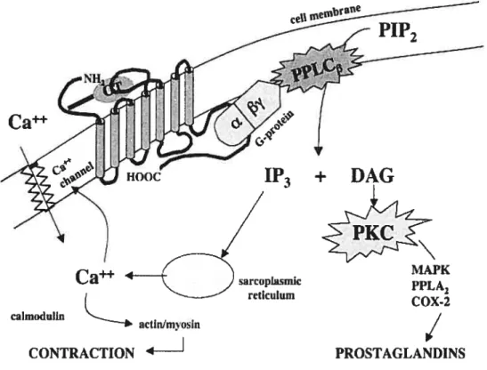 Figure 3: Mechanism of action 0f oxytocin (OT). Interaction of OT with its specific membrane receptor triggers G-protein (a/13’y) mediated activation of phospholipase C (PPLC) resulting in production of inositol trisphosphate (1P3) and diacylglycerol (DAG)