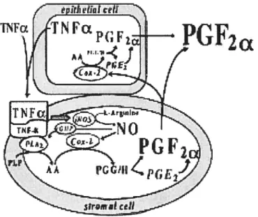 Figure 4: Hypothetical model for TNF-a control of PGf2Œ synthesis in bovine endometrial ceils during luteolysis