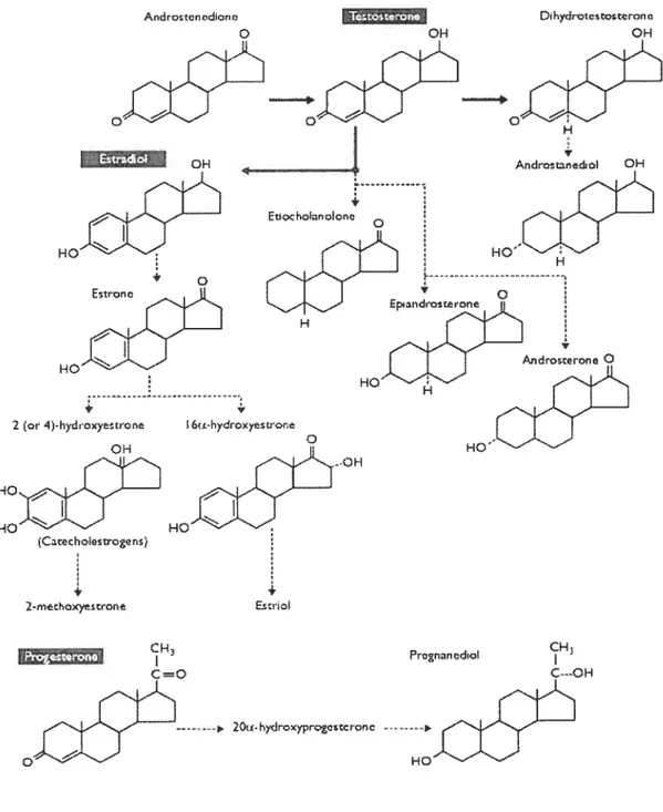 Figure 5: Major metabolic pathways of the three principal steroids (Progesterone, Estradiol and Testosterone) secreted by the gonads.