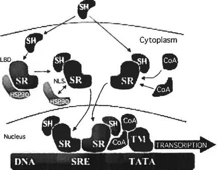 Figure 6: Steroid receptors’ tSR) genomic actions. Binding of steroid hormones (SH) to the LBD of the SR induces a conformational modification of the receptor