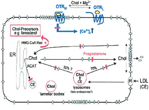 Figure 7: Schematic moUd of nongenomic inhibitory effects of progesterone.