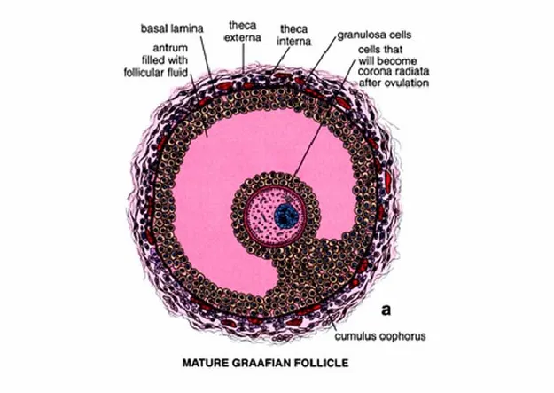 Figure 1.  Structure of a mature graafian follicle of mammals. This follicle diagram  identifies the location of the oocyte, cumulus oophorus, antrum, corona radiata,  granulosa cells and the theca cells