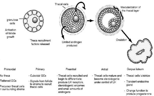 Figure 2.  Illustration of theca cell development and function during folliculogenesis