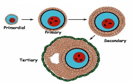 Figure 3.  Folliculogenesis. Most follicles are in a resting state, and comprise the  oocyte surrounded by a single layer of squamous pre-granulosa cells (primordial stage)