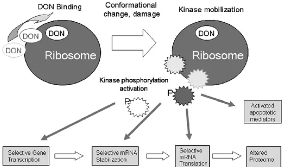 Figure 7.  DON-induced ribotoxic stress response mechanism. In response to the  ribosome damage caused by DON, signaling pathways including MAPK and PI3K/AKT 