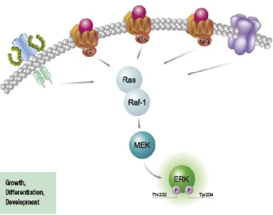 Figure 8.  MAPK signaling pathways. A highly conserved signal-transduction pathway  is activated in which the signal induced by ligand binding is transfered via GRB2 to Ras,  leading to its activation
