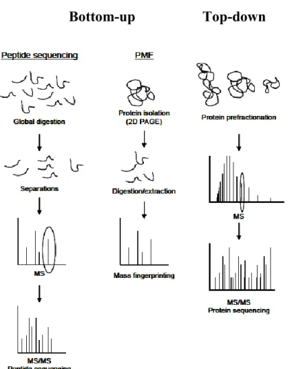 Figure 9.  Strategies for analysis of MS-based proteomics. In the “bottom-up” strategy,  proteins are chemically digested using proteolytic enzymes such as trypsin, then the  identity of the proteins are detected using techniques such as “peptide sequencin