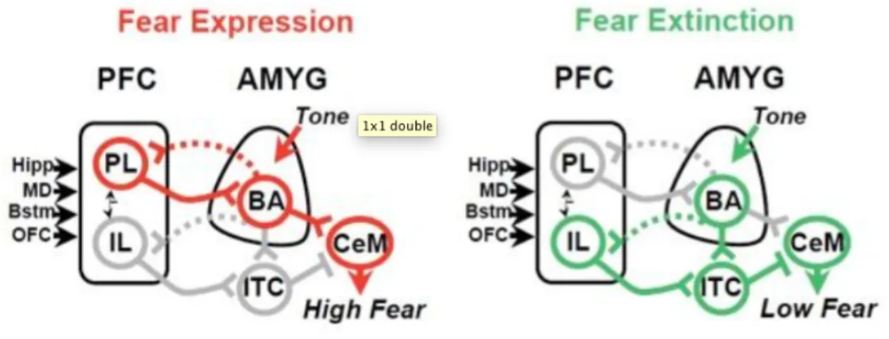 Figure 3. Neuroanatomical model underlying interactions between the prefronal cortex  (PFC) and the amygdala (AMYG) underlying fear expression and fear extinction based  on the work of Quirk and Milad (source: http://www.md.rcm.upr.edu/quirk/Home.html)
