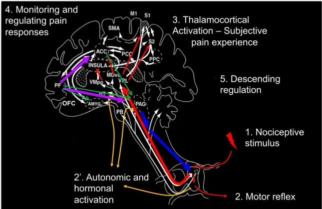 Figure 5. Spinothalamic transmission of the nociceptive signal. The nociceptive signal  triggered by the nociceptive stimulus (1) and integrated at the dorsal horn of the spinal  cord from which defensive motor reflex responses can be observed (2)