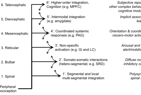 Figure 6. Organization of the nociceptive system as a hierarchy. Nociceptors at the  periphery activate neurons relaying the nociceptive signal to the spinal cord