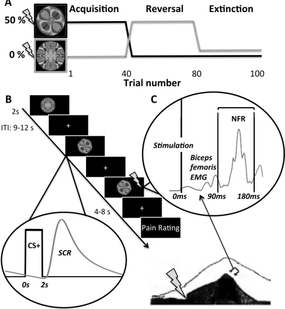Figure 1. Experimental paradigm. A) In the initial acquisition stage (trials 1- 40), one cue  was associated with a 50% chance of being followed by an electric shock (CS+), while  the other cue was associated with a 0% chance of shock (CS-)