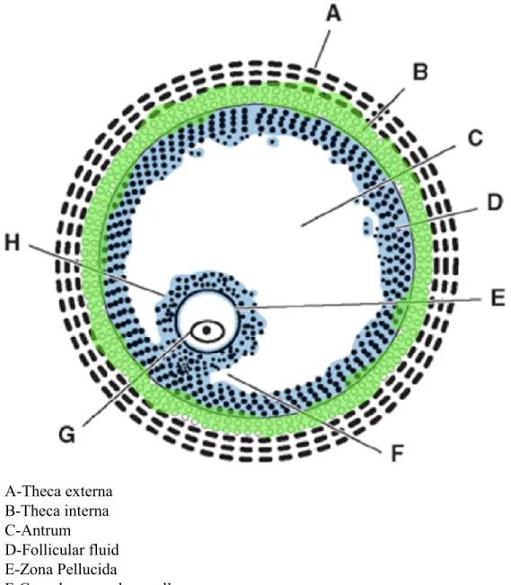 Figure 1: Schematic representation of a pre-ovulatory structure mammalian follicle.  