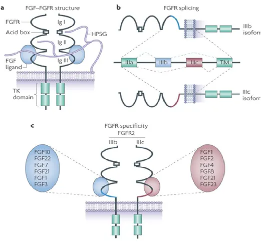 Figure 6. FGFR structure (Itoh and Ornitz 2004) (Beenken and Mohammadi 2009).  FGFR1 to 4  have intracellular tyrosine-kinase domain, a single transmembrane domain extracellular part consisting of three  Ig-like  domain  (D1,D2,D3)  which  are  responsible