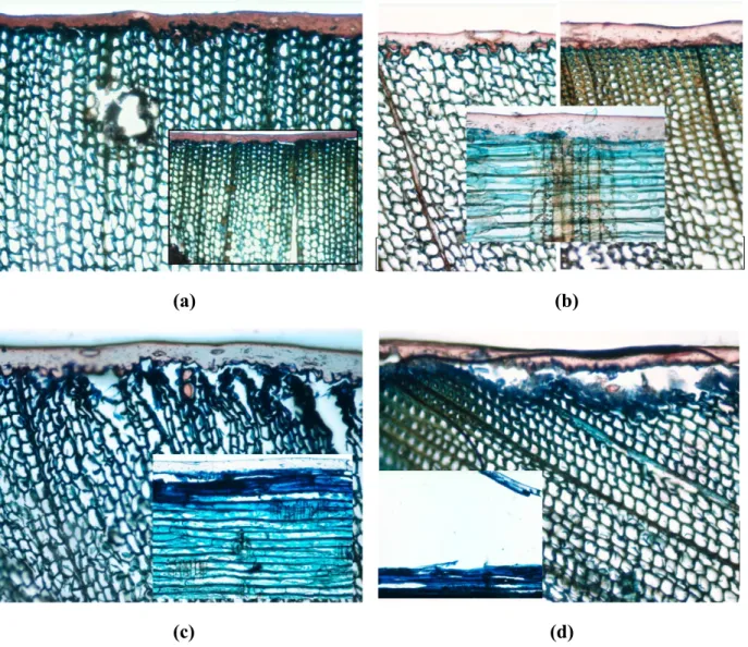 Figure 9  Light micrographs from transverse and radial sections through faces of heat-treated jack pine wood coated with the coating containing organic UV absorbers (a) before weathering (b) After 72h of aging (c) After 672h of aging (d) After 1500h of wea