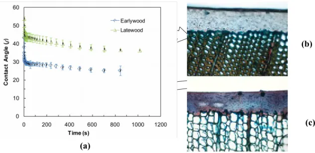 Figure   1   compares   the   early   wood   and   late   wood   dynamic   contact   angles   for   the   acrylic polyurethane coating containing bark extract and titania micro particles