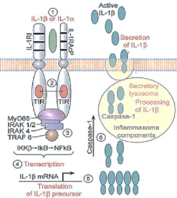 Figure 3. Diagram of a Typical IL-1β Production Cascade. (1) IL-1β or IL-1α bind to  the same receptor IL-1RI and facilitates recruitment of its accessory protein IL-1RAcP