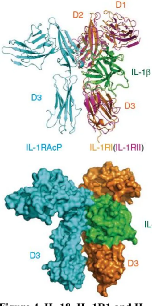 Figure 4. IL-1β, IL-1R1 and IL- IL-1RAcP Structure and Interaction. 