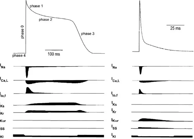 Figure  8.  Human  and  Mouse  Ventricular  Action  Potentials.  Human  ventricular  action  potential (AP) (left) compared to mouse AP (right)