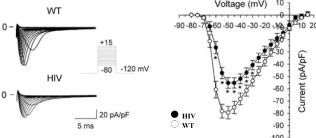 Figure 14. Ventricular Sodium Currents from Control and HIV Mice. Typical  examples of sodium current recording from wild-type and HIV mice are shown on the  left while mean data curve on the right
